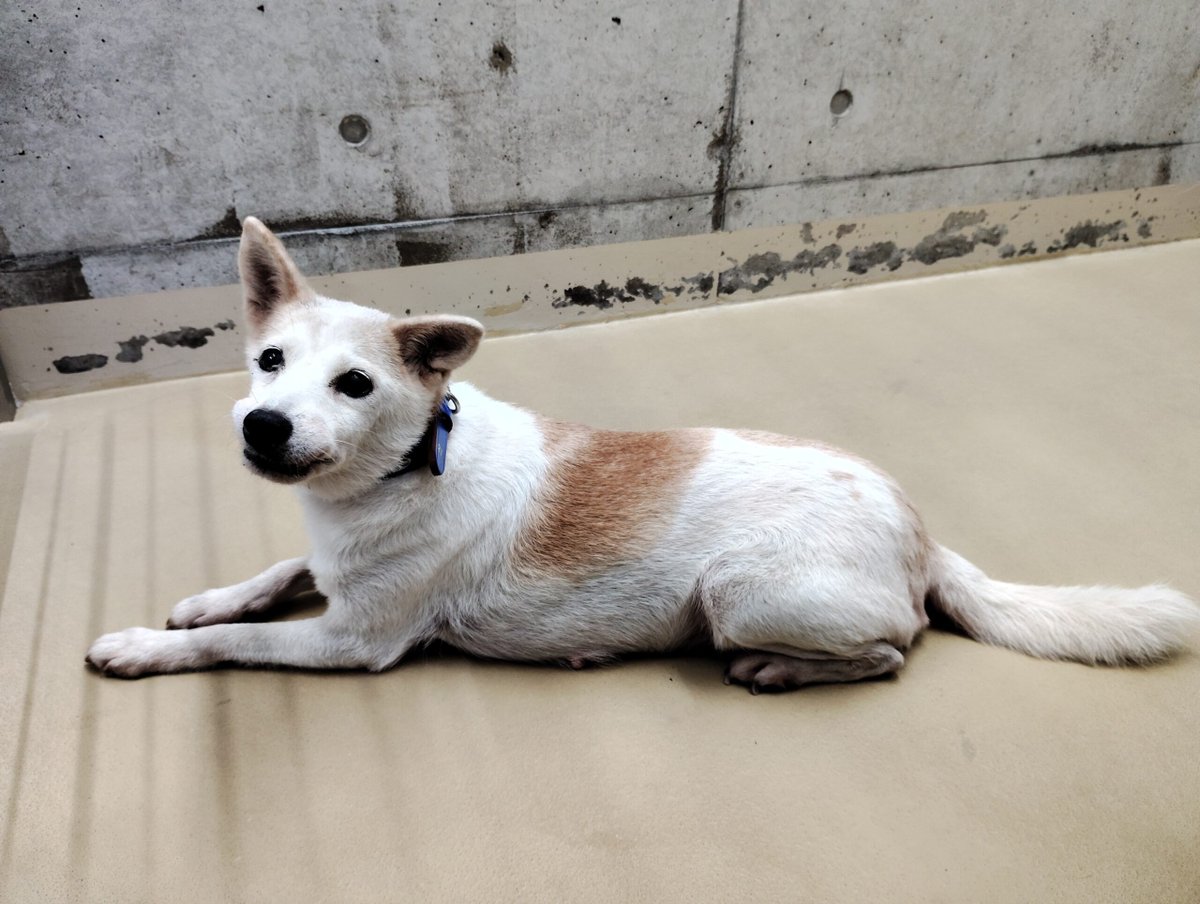 CLASSICLETSFOLK's tweet photo. まだお迎えないようです
大分県のみならず 他県の方も確認を
#迷子犬 #迷い犬 8/4
#大分県 #大分県迷子犬
#佐伯市 弥生 大字 床木 #床木ダム 付近
#雑種犬 メス 白茶
📍装着品なし
📍推定8歳
心当たりある方はセンターまで
🔴連絡先🔴
おおいた動物愛護センター
☎097-588-1122 https://t.co/ef4UmwfmTt