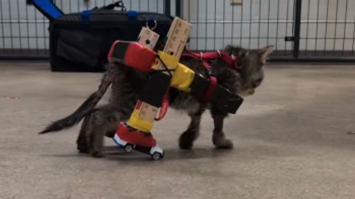 sopitas's tweet photo. Si necesitabas una buena noticia para alegrarte el día, aquí está: Gelato, un gatito con discapacidad en las patas traseras, volvió a caminar gracias a una creativa silla de ruedas hecha con materiales reciclados y carritos de juguete 🥹 https://t.co/2QKcO6wVDi https://t.co/HXBySPBwxH
