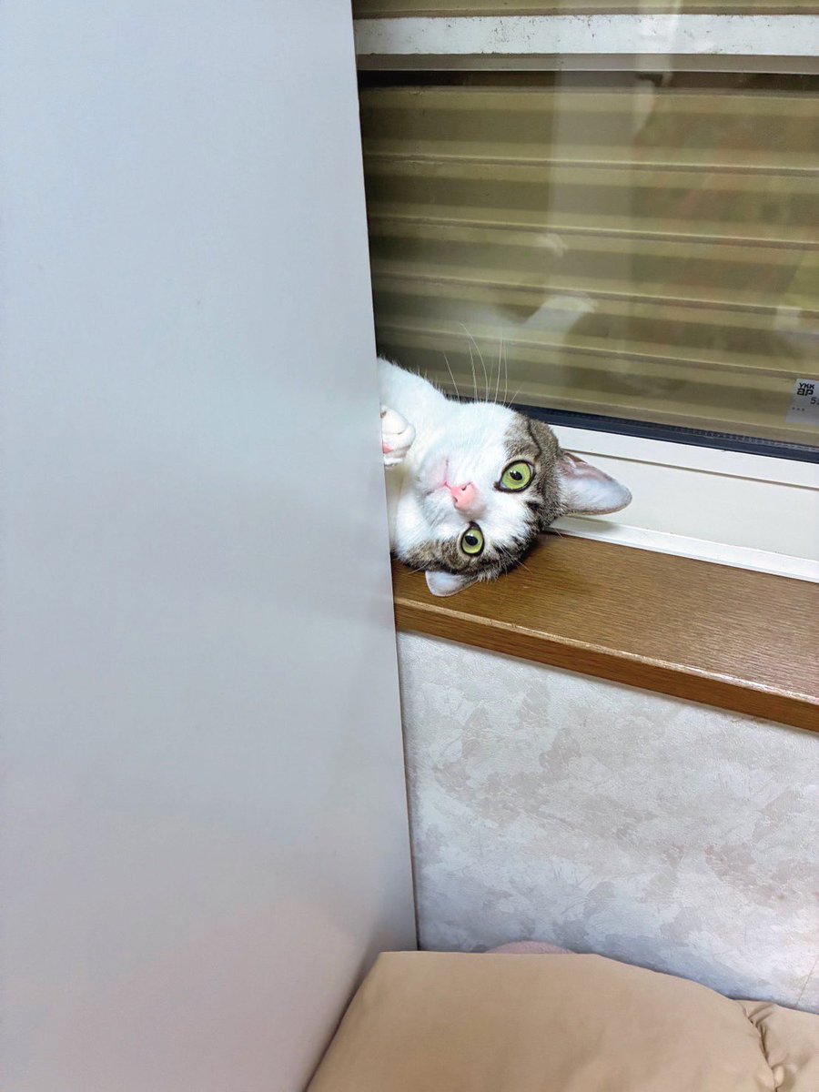 chakohakulog's tweet photo. 何をしてるのかわからんが可愛い。 https://t.co/HDyUgw9Rlo