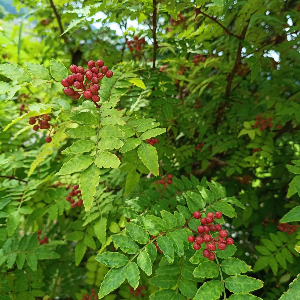 nann_ton's tweet photo. 庭の山椒の実が色づいてきました。
緑の葉とのコントラストが鮮やか✨️🌿

今年も実を採らずに放置してました☺️活用したい気持ちはあるんですけどね
#山椒 https://t.co/9sPLl1mXgl