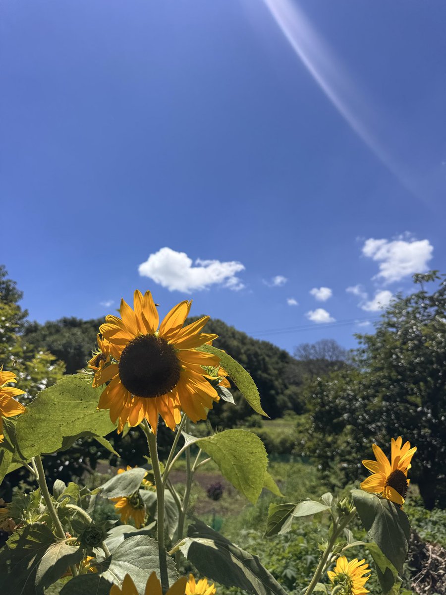 Know8s's tweet photo. 夏ってます😬 https://t.co/vHDj0fE52X