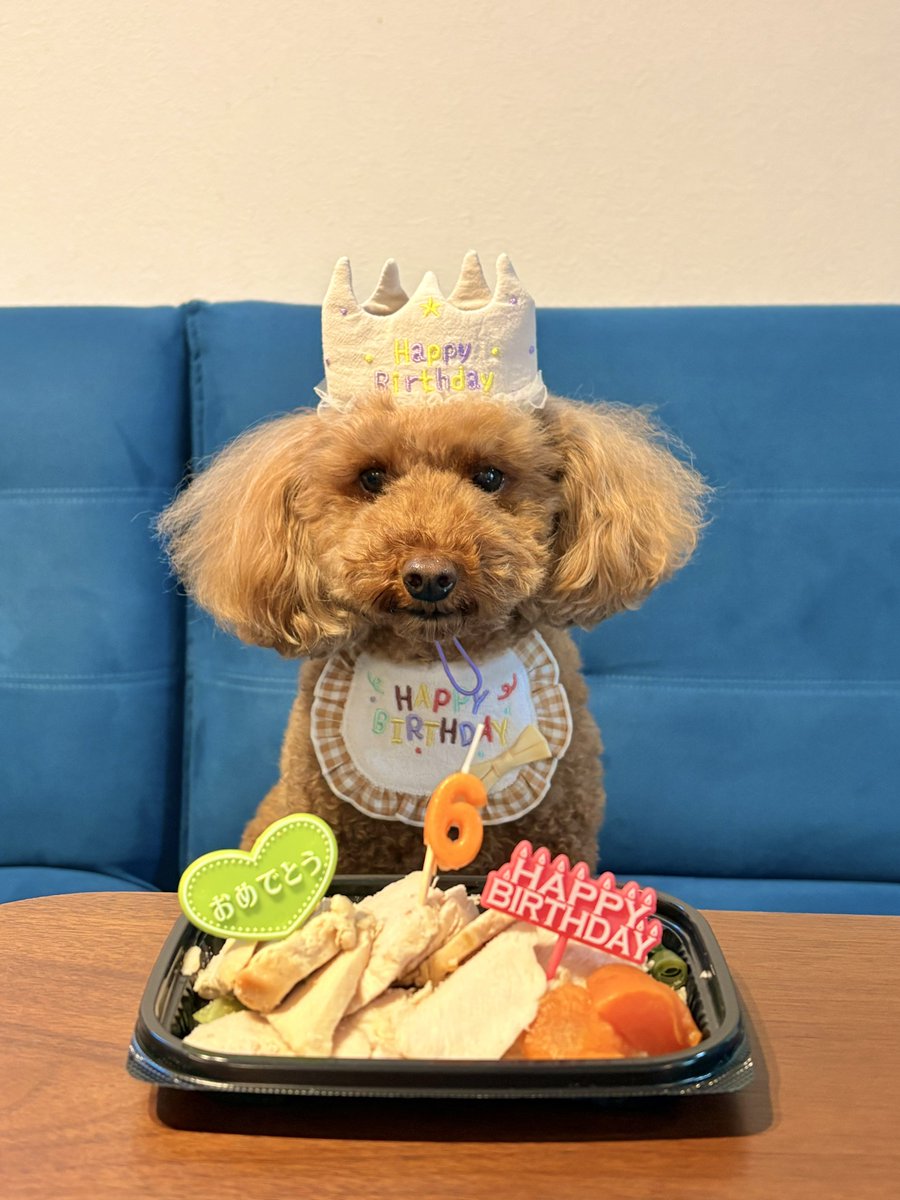 pontamugi's tweet photo. お久しぶりです！
今日はむぎちゃんの6歳の誕生日です🎂

食いしん坊で6㎏の大台に乗ってしまいデカプーの道をひた走っています😂

でも変わらずかわいいむぎちゃんです💕

これからの一年も楽しく過ごそうね🫶
#トイプードル
#犬のいる暮らし
#おいしい食べ物があるととてもいい子
#お誕生日 https://t.co/HWFBdf2Py5