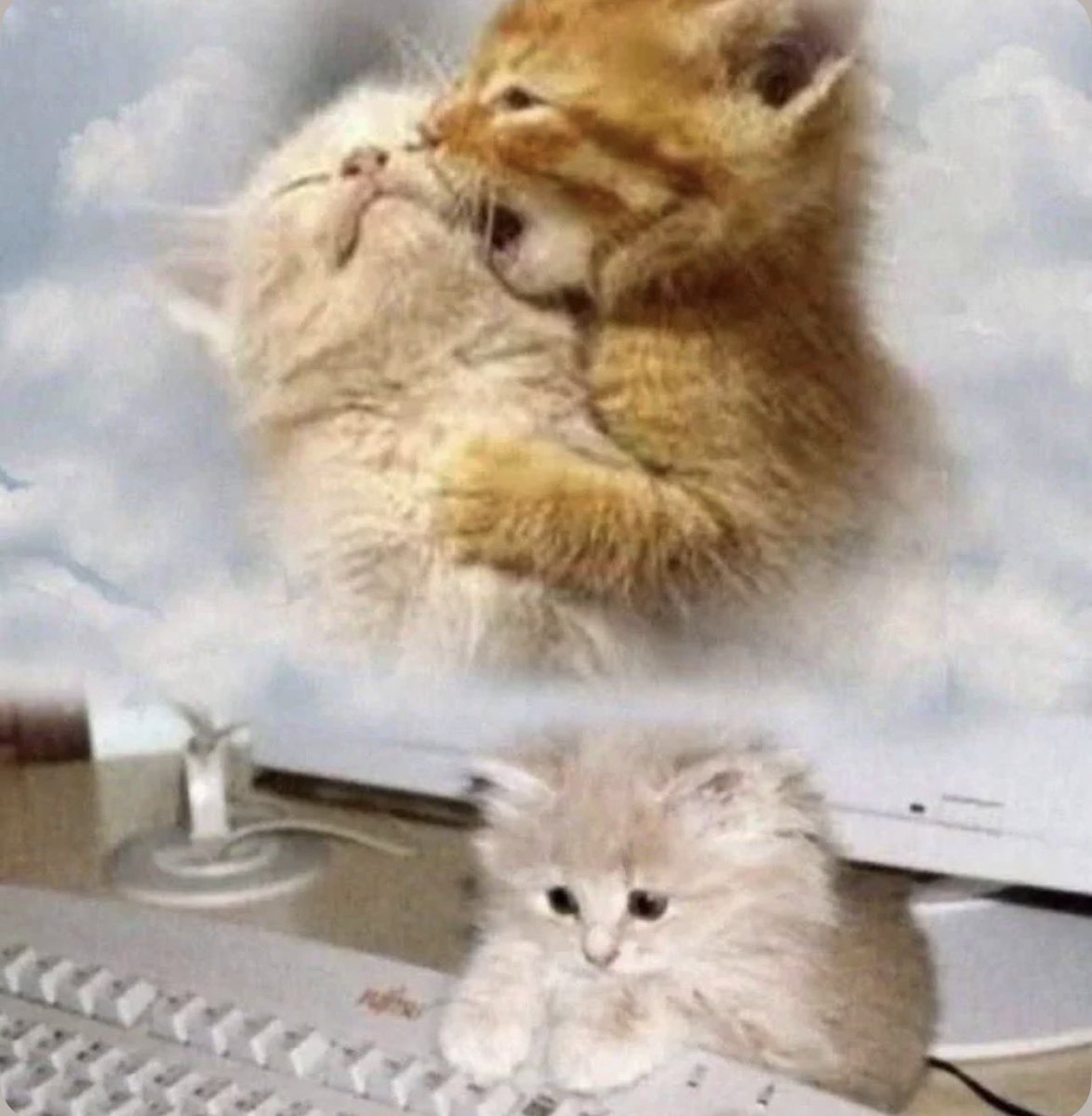 kusiyeat's tweet photo. ola amigos, todas las mañanas subire fotos de gatitos aqui, por q a quien se las mandaba ya m dejo, y quiero q ustedes se sientan bn asi cmo yo keria q se sintiera ella https://t.co/ztphLf5raG