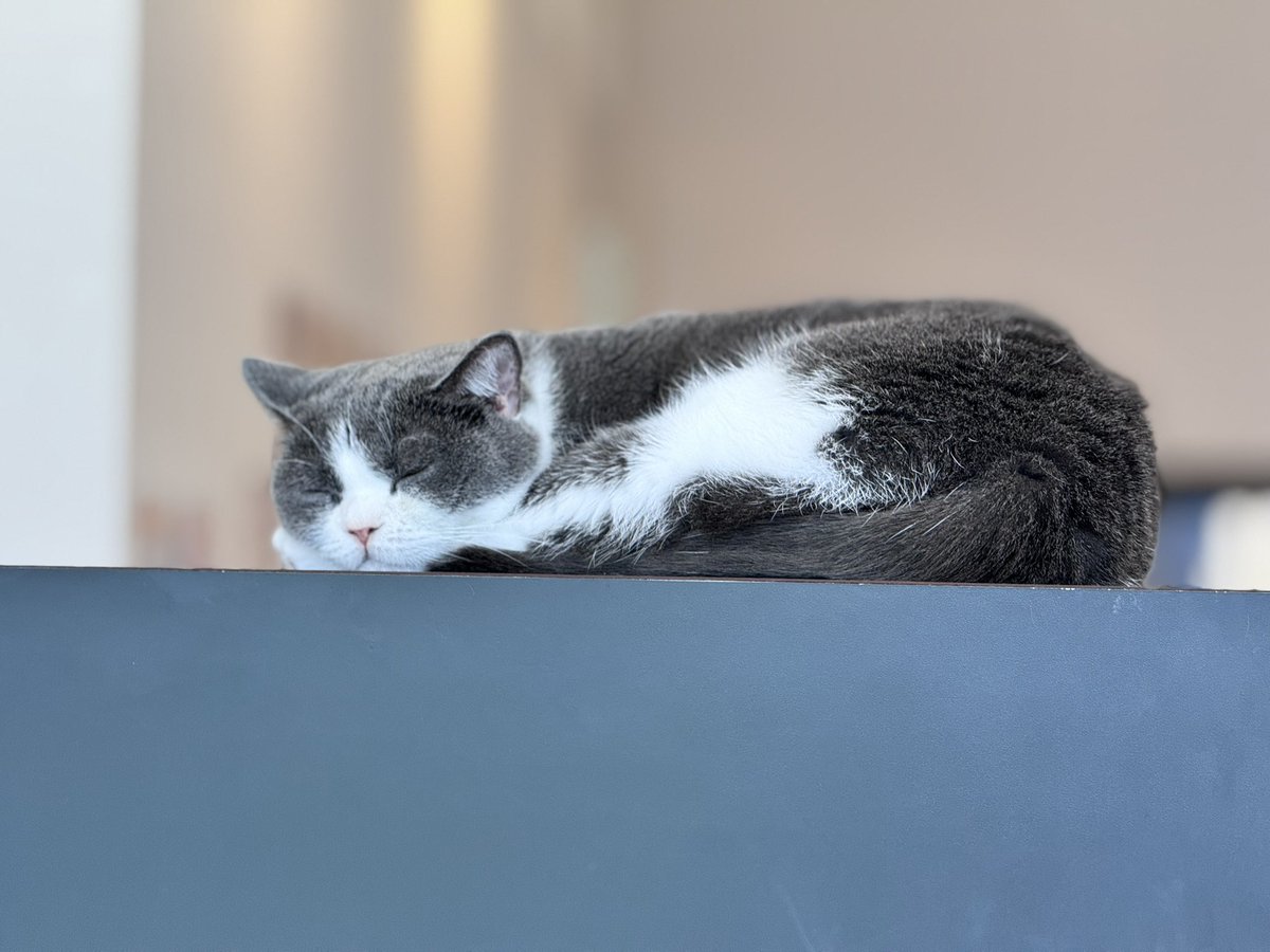 edspul's tweet photo. 体調が微妙なここ数日。
よくなったのでとりあえず猫喫茶に、猫喫茶良いですよね。 https://t.co/ueTFMZQkSN