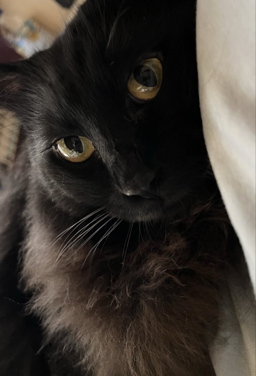 Kyukine5's tweet photo. 抱っこお願いしまぁーす

 #猫と暮らす  #黒長毛  #黒モフ  #猫 https://t.co/j4as5e4KrS