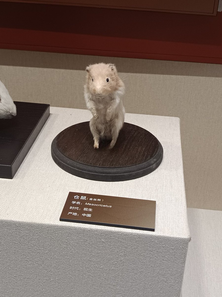 TweetsOfHamster's tweet photo. the little hamter in baoding natural history museum https://t.co/NHRneHQDvg