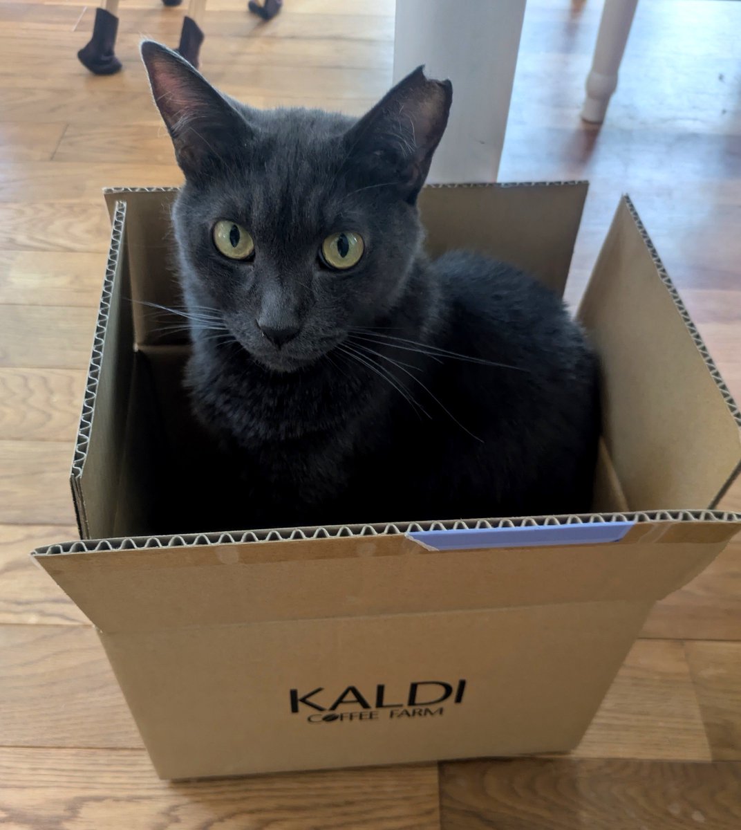 o__8_7's tweet photo. ちょ！
カルディのネコバッグ届たら、中身が聞いてたのとちがうんだけど…()

なにこれ大当たり？ https://t.co/OyRZcdhsBB
