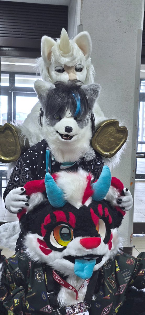 118_max's tweet photo. 前から
ねりだけくん(@Wadawolf0330 )
あまぎさん(@hidamari_wolf )
輝馬さん(@orinkoto_1_04 )

3匹並んで頭出してる姿可愛すぎませんか！？
ねりだけくんの耳や角を触って遊んでいる姿に癒されました…😊✨
お写真撮らせていただきありがとうございました！
#OFFF2026 https://t.co/BagNeSwyXQ