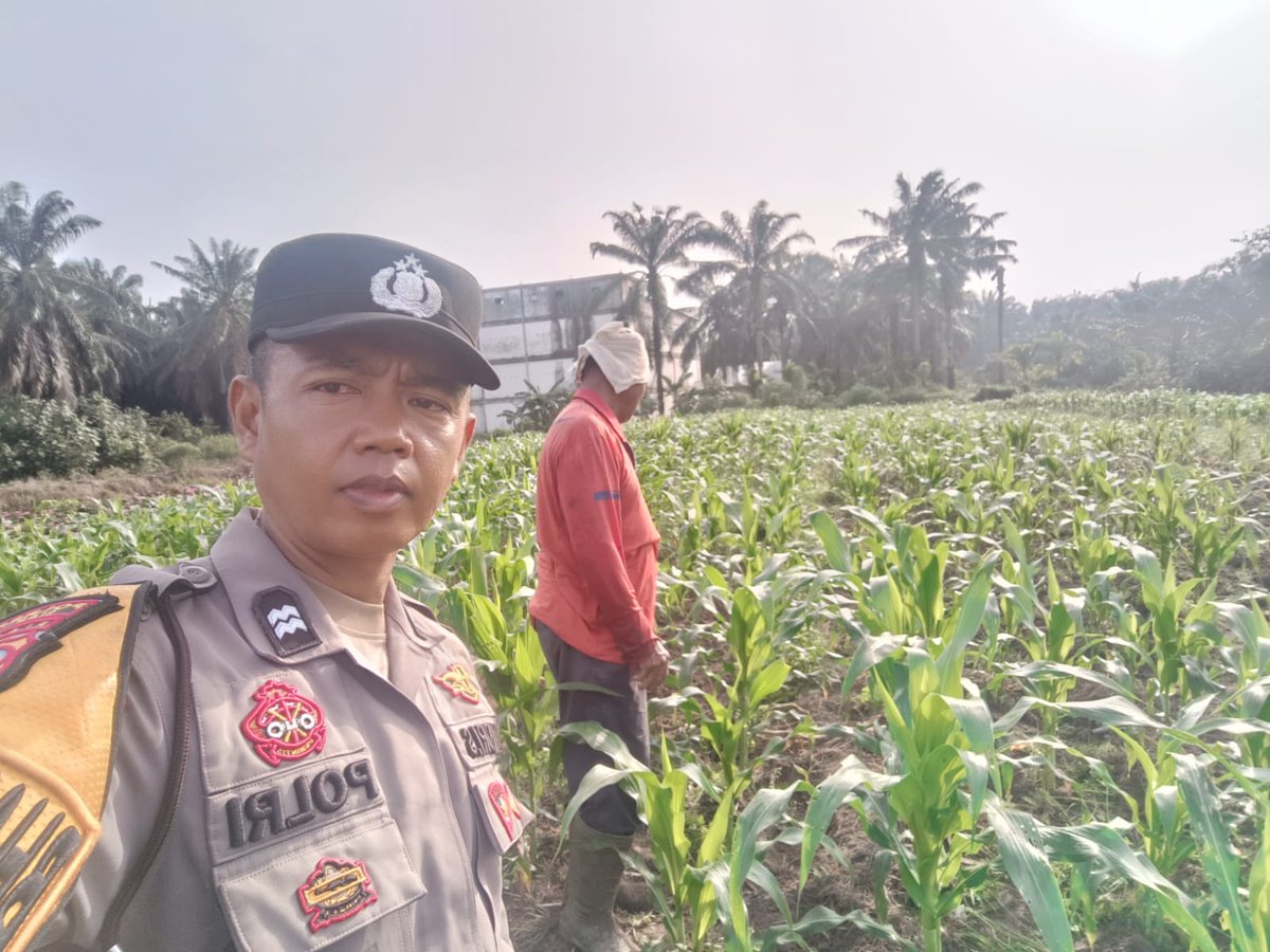 standbay21's tweet photo. Bhabinkamtibmas Kampung Rawang Kao Aiptu Wandry Polsek Lubuk Dalam Polres Siak Polda Riau Cek tanaman jagung pipil untuk mendukung Ketahanan Pangan Nasional.
#ketahananpangan  #swasembadapangannasional #bidhumaspoldariau #greenpolicing #humaspolressiak https://t.co/9nOsCqoxjX
