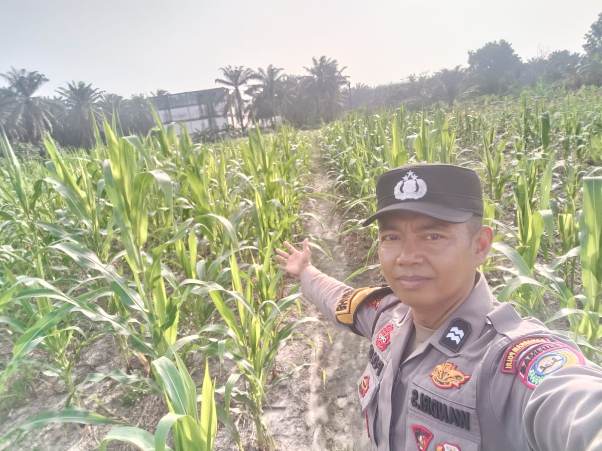 standbay21's tweet photo. Bhabinkamtibmas Kampung Rawang Kao Aiptu Wandry Polsek Lubuk Dalam Polres Siak Polda Riau Cek tanaman jagung pipil untuk mendukung Ketahanan Pangan Nasional.
#ketahananpangan  #swasembadapangannasional #bidhumaspoldariau #greenpolicing #humaspolressiak https://t.co/9nOsCqoxjX