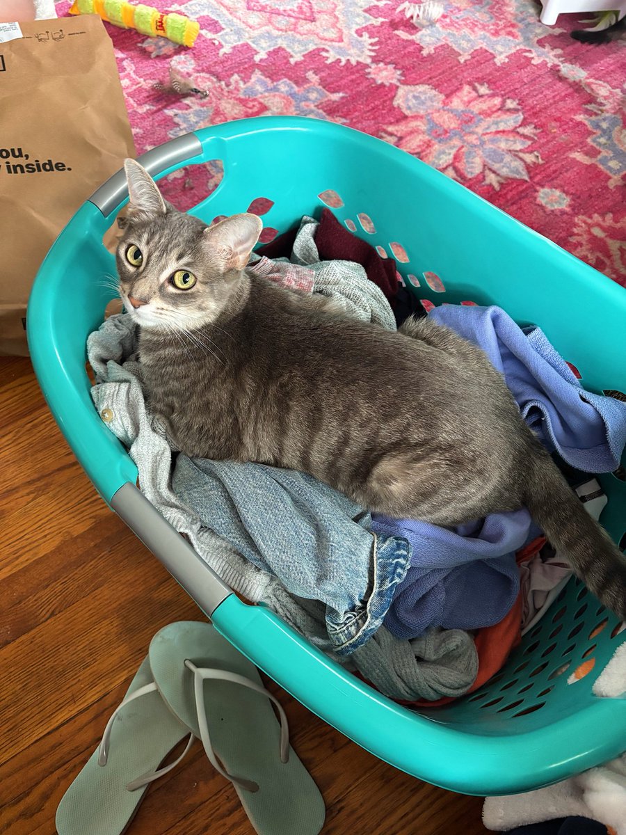 Pickles_nOlive's tweet photo. Just a lil tabby laying in her fave place 🥹 the warm laundry basket is her spot 😽😻😇🥒🫒💚

#tabbycat #tabbycats #tabbytuesday #tabbytuesdays https://t.co/qfRznOagGa