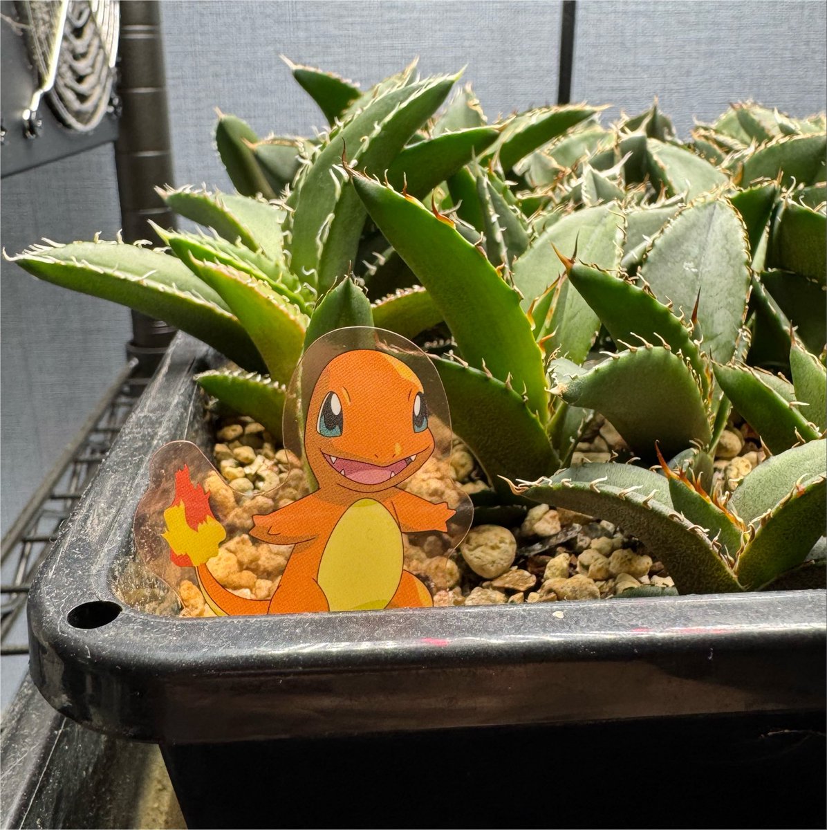 confeito200815's tweet photo. 31についてたヒトカゲをオテロイの子株コーナーへ🦎🌱 https://t.co/8jfroQVomI