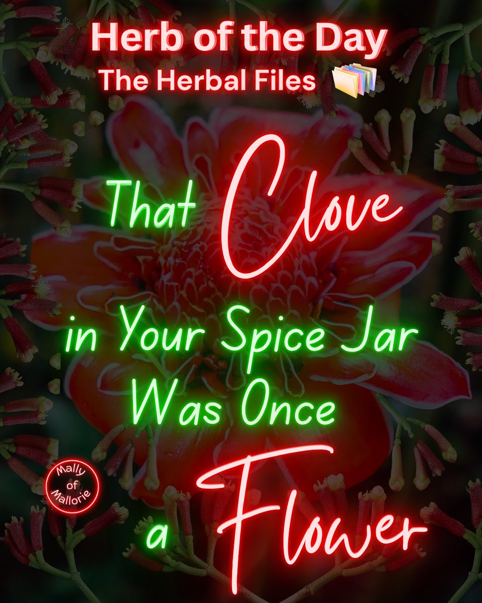 MallyofMallorie's tweet photo. Herb of the day. The herbal files. That Clove in Your Spice Jar Was Once a Flower.

A whole clove is actually a dried, unopened flower bud—not a seed. https://t.co/2liy5WPh8F