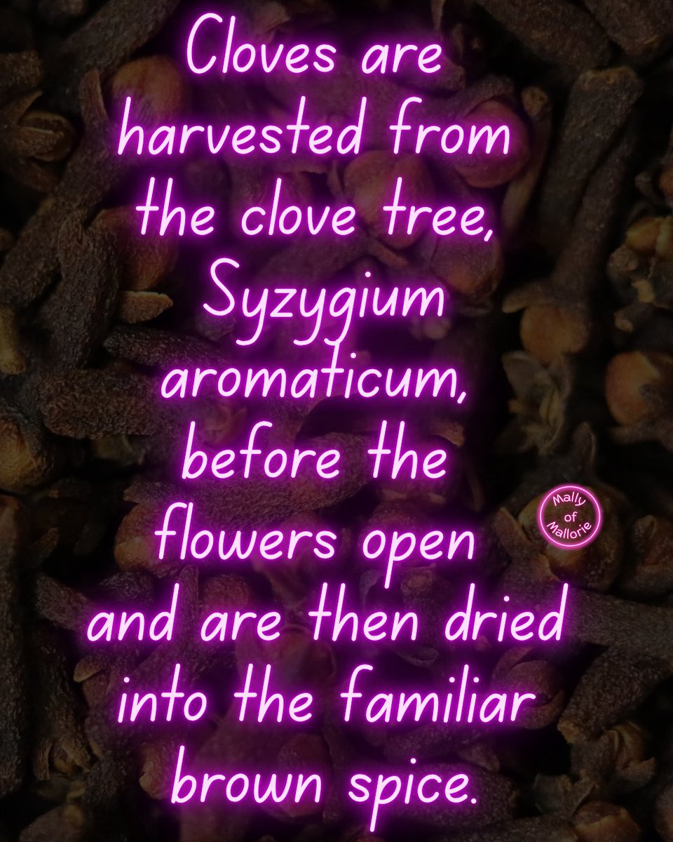 MallyofMallorie's tweet photo. Herb of the day. The herbal files. That Clove in Your Spice Jar Was Once a Flower.

A whole clove is actually a dried, unopened flower bud—not a seed. https://t.co/2liy5WPh8F