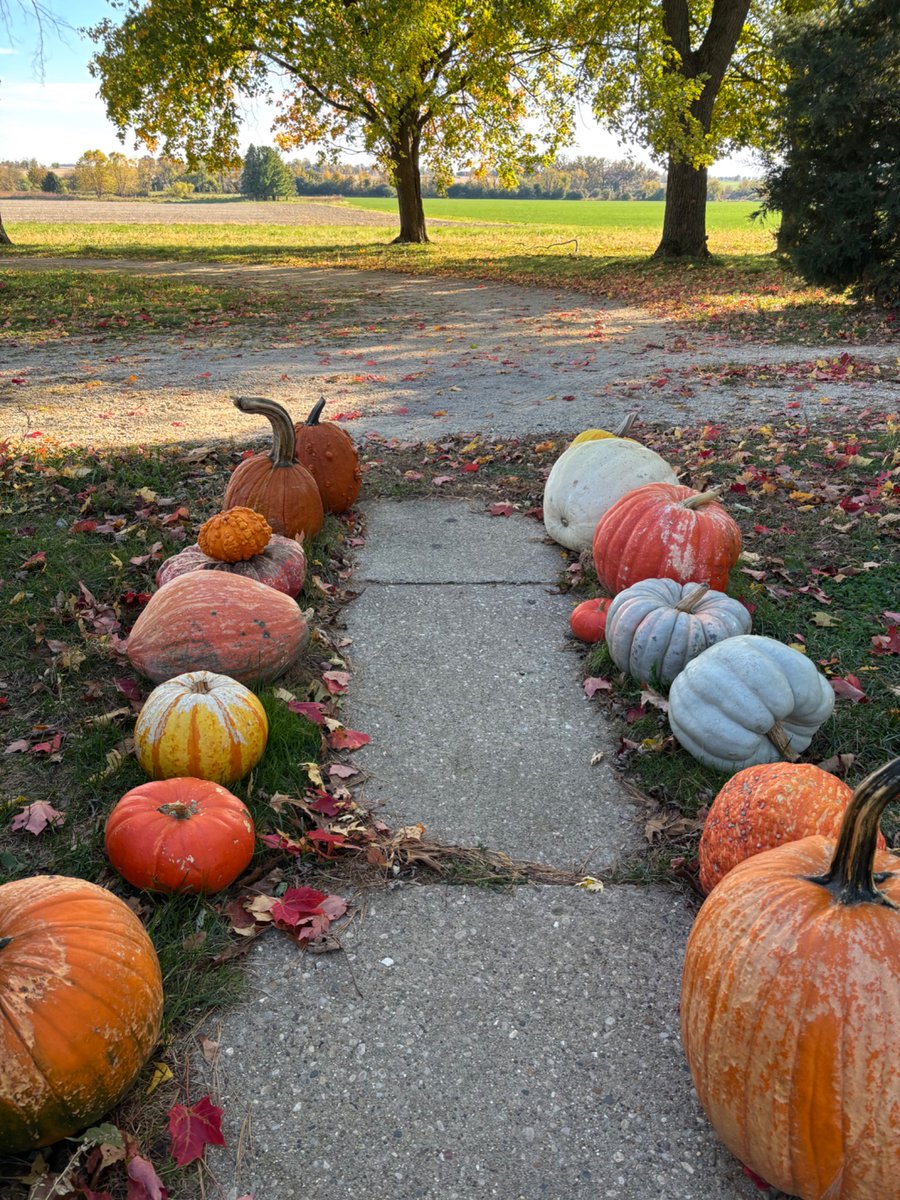 DH1786's tweet photo. @EthanMidkiff this was last year's crop.   squirrels helped me decorate them. https://t.co/FtAJ9EMB6w