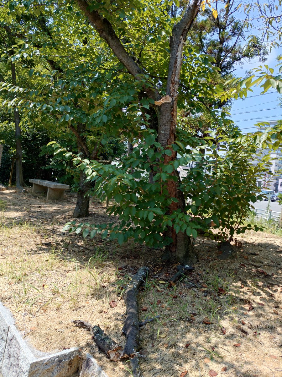 imamura_gu's tweet photo. 桜の枯れた所が折れていました。 https://t.co/6tRbUdQqSM
