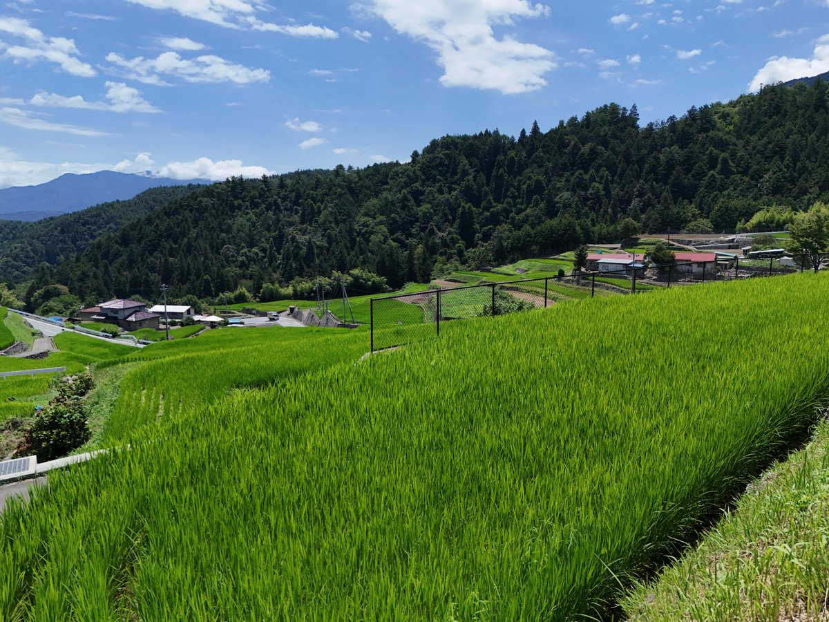 fujikawa_dmo's tweet photo. 平林地区の棚田☀️
田植え後からの成長‼️
緑がきれいです✨
この日は富士山が隠れていて見えませんでした😅
#富士川町棚田 https://t.co/FKsKnN5wKP