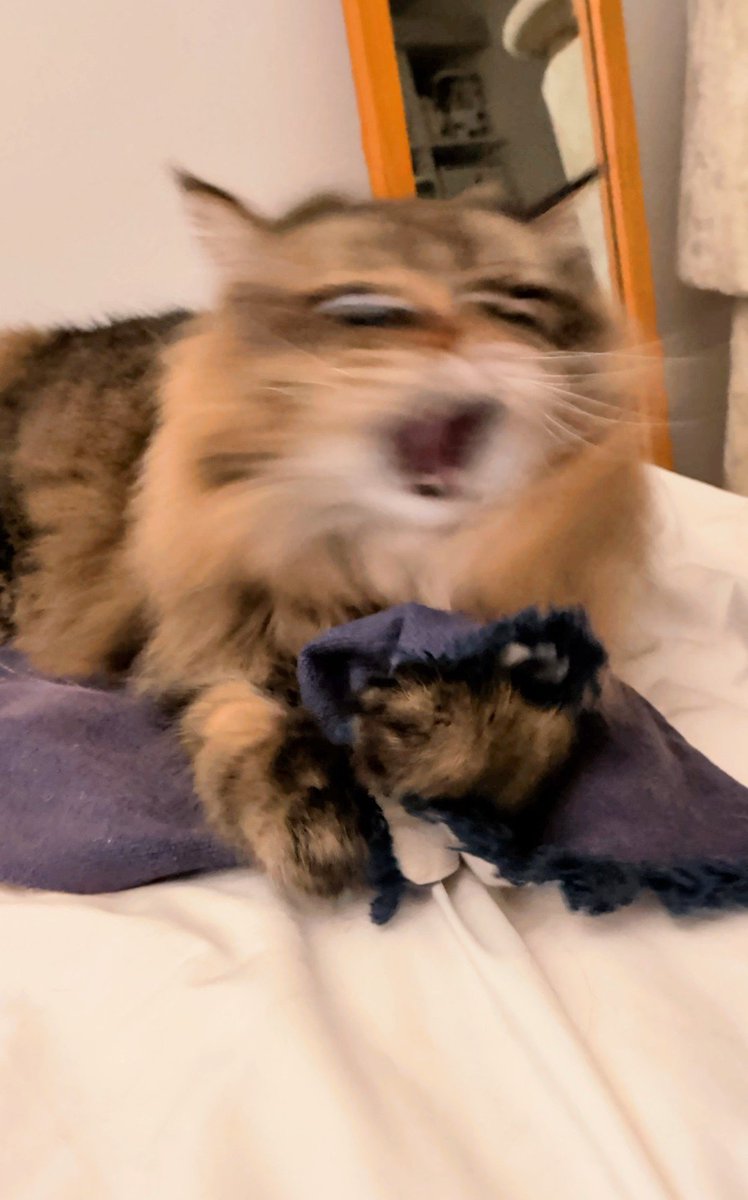 ymnc_rf's tweet photo. ねこじゃらし楽しいねぇ https://t.co/YhDO7EBC2t