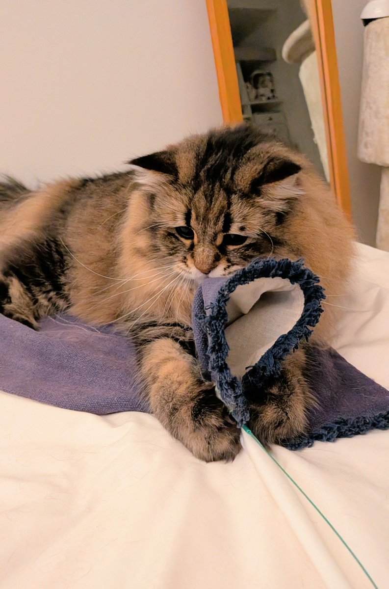 ymnc_rf's tweet photo. ねこじゃらし楽しいねぇ https://t.co/YhDO7EBC2t