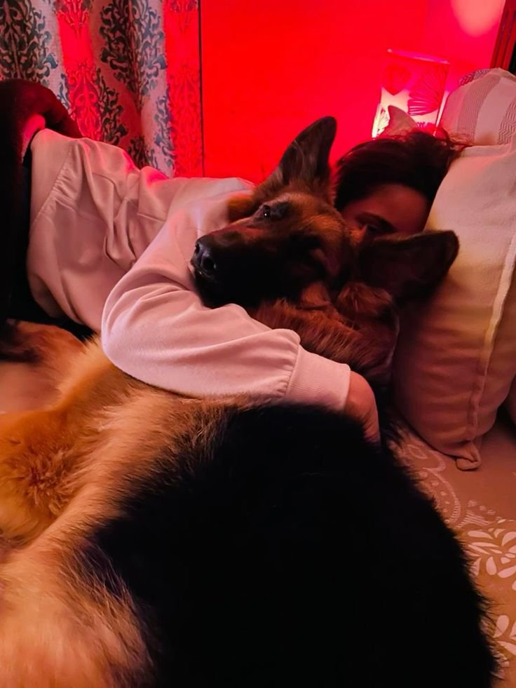 knottingtaylor's tweet photo. Feeling the warmth of his cum in me is such a great turn on 😉❤️🔥🐾
Full video is just a dm away ❤️🐕 
Your best knotty model 👑🔥💯🤤👇👇

https://t.co/WpQxxBtEHk

#Dogknotting #Beastiality #zoophilia #sexy #pussy #cum #Doglover https://t.co/WcQc6esgCK