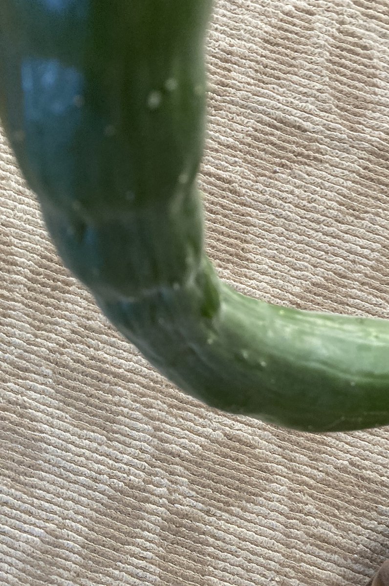 knot_footstep's tweet photo. 🥒
 #家庭菜園 #家庭菜園初心者 #野菜 https://t.co/EMbKbgkGRF