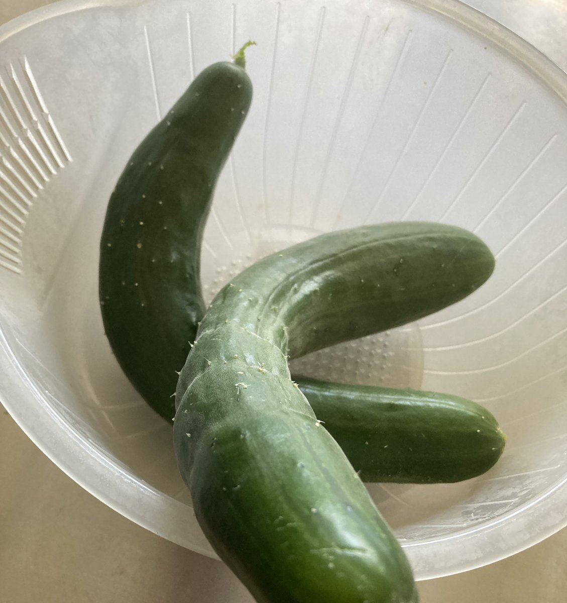 knot_footstep's tweet photo. 🥒
 #家庭菜園 #家庭菜園初心者 #野菜 https://t.co/EMbKbgkGRF