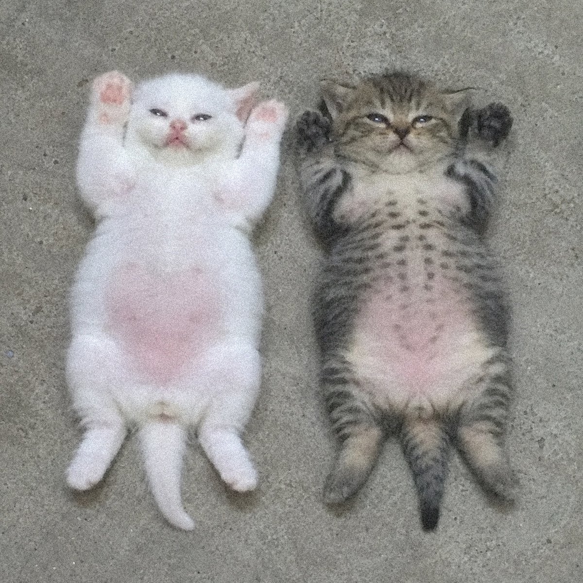 catsworldaura's tweet photo. https://t.co/3JaRCrPelc