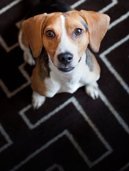 AnonBlue's tweet photo. Puppy milestones!  Our little Milo learned to sit in 2 days—today he aced his first treat puzzle. Growing up too fast, but every tiny win is pure joy https://t.co/3Qpz1VYmoZ