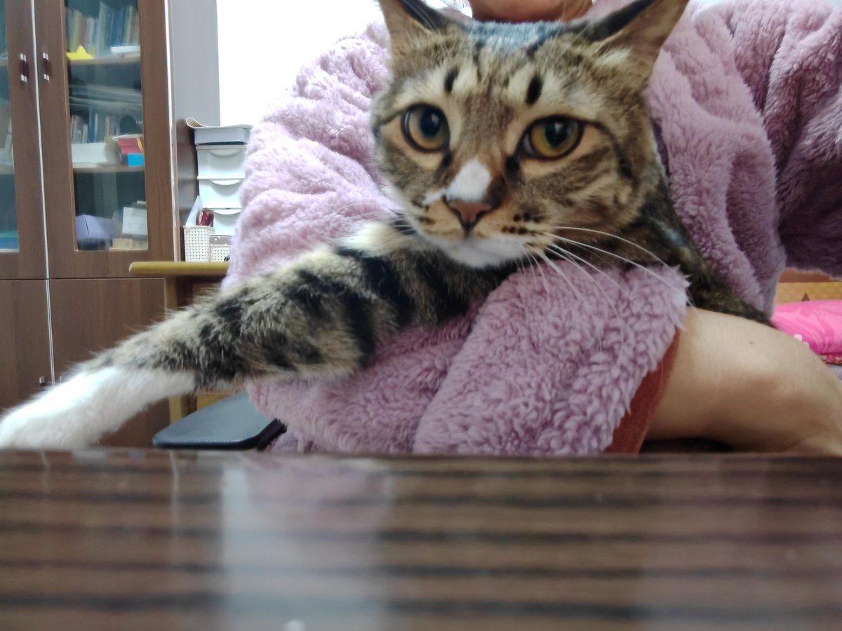 pongontour's tweet photo. Lunch break = desk nap + random cat watching = perfect Wednesday. https://t.co/6HWl7OpY8g