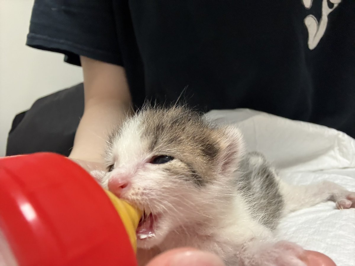 om3_g5's tweet photo. お店の壁の中からニャーニャー聞こえてたので、壁をぶち破って、子猫を保護しました。
助ける前は里親探さないとなーと思ってたけど、🐱見た瞬間「私育てる！！！」ってなった🤣

2時間おきのミルクあげ大変だけど可愛さが勝つ🤦‍♀️💓

早く大きくなっておくれー🥺︎💕 https://t.co/uOhhZgptYa