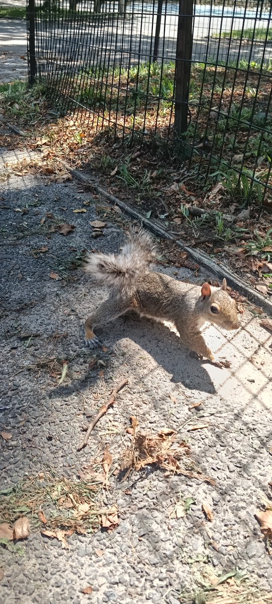 Fas_04's tweet photo. Squirrels of New York https://t.co/gz1hkBpMP9