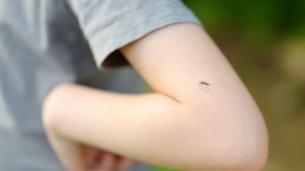 gigazine's tweet photo. 「蚊に刺されやすい人」に多い体臭や皮膚に存在する細菌の種類が明らかに https://t.co/qsdeeJAOr7