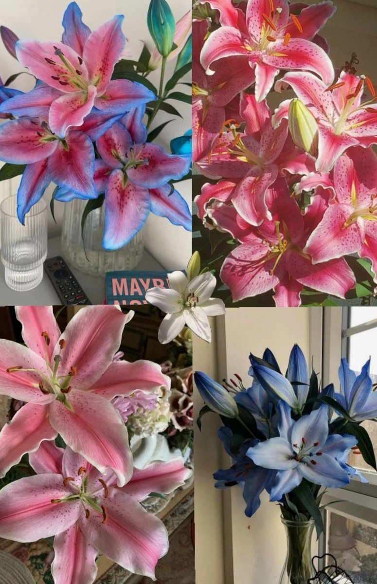 Shahmeerfbh's tweet photo. I love lilies https://t.co/ym0MaOHgzg