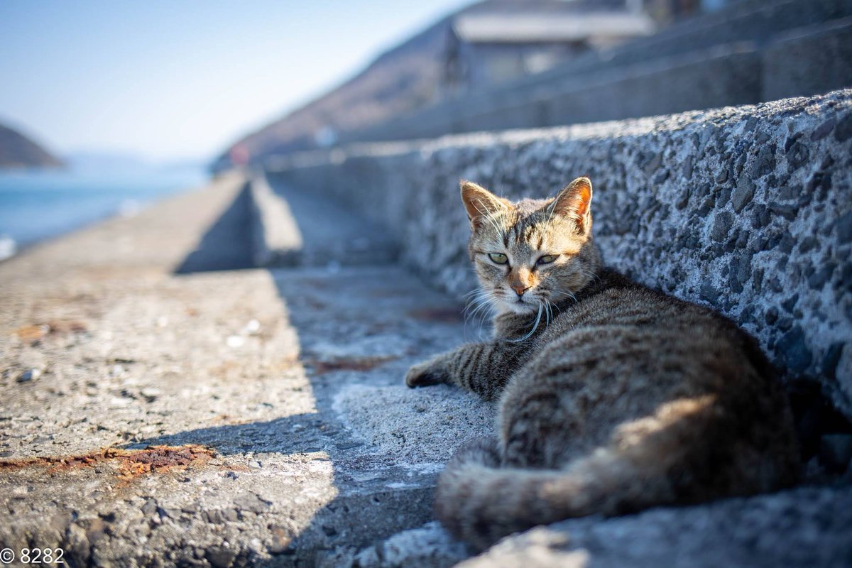 haniyan0821's tweet photo. うみべのねこ
#猫写真 https://t.co/Pep5rdEVM8