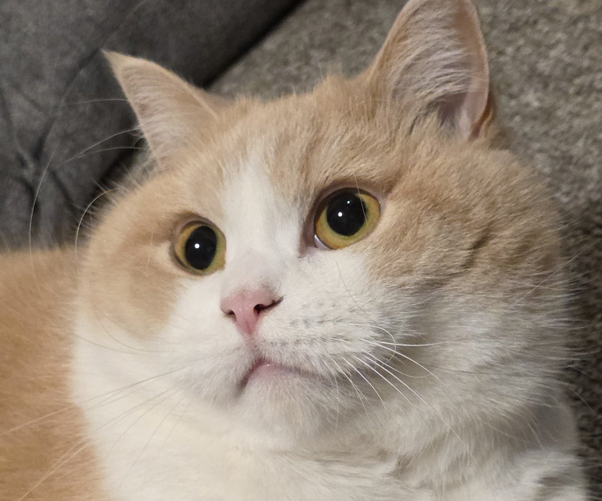 neko_muchamaru's tweet photo. https://t.co/826oHjrvJl