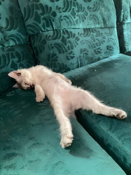 connerlcrowlawA's tweet photo. 森の中で猫冒険🌲🐱 https://t.co/Z5tgdMUKsm