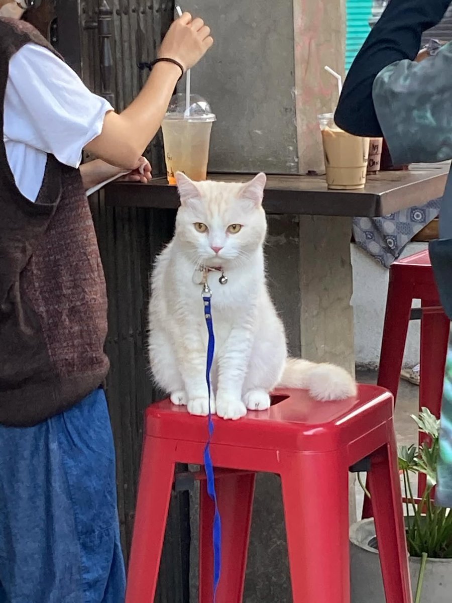 cmmena_'s tweet photo. ขออนุญาตท่านแมวสาธารณะทั้งหลาย 🐈 https://t.co/uZdzjkdSJR