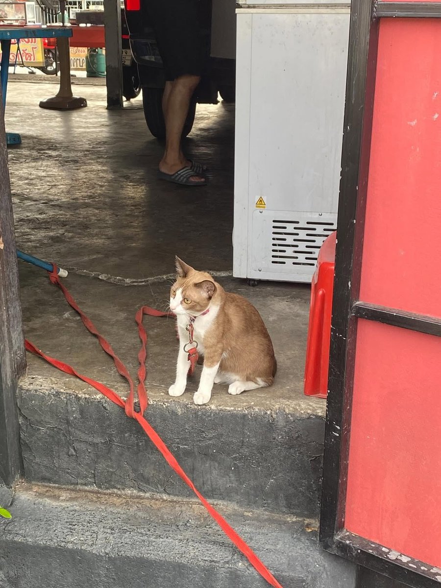 cmmena_'s tweet photo. ขออนุญาตท่านแมวสาธารณะทั้งหลาย 🐈 https://t.co/uZdzjkdSJR