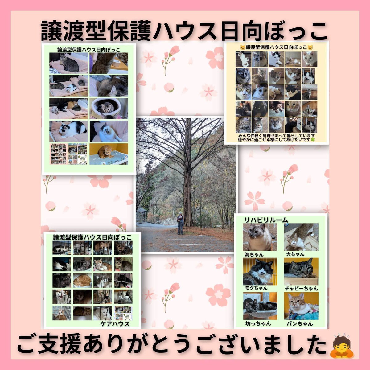 izumi20325's tweet photo. ④
🆘日向ぼっこからのご支援物資のお願いです🆘
いつも日向ぼっこのみんなを温かく応援していただき、本当にありがとうございます🙇
現在、日向ぼっこでは【ワンちゃん２匹、ネコちゃん9３匹】の総勢９５匹が暮らしています。
そのうちケアハウスにいる子たちは、病気の治療や介護が必要な状態です。毎日のお世話やお掃除、投薬を欠かさず続けていますが、頭数が多いため、現在以下の物資が大変不足しております。
皆様の温かいご支援をいただけますと幸いです。
どうぞよろしくお願いいたします🙇

🆘🔴特に不足している支援物資リスト
【フード・おやつ類】
●ハウスの子達のドライフード
(ビューティープロ成猫用)
●ケアハウスの子達のドライフード(オールウェル成猫用）
●ちゅ〜る
（毎日の投薬時にどうしても必要です）
●水分補給ができるウェットフード（ケアハウス・居間の病気治療中の子、高齢猫、お口が悪い子用）

【猫砂・トイレ用品】
●サラサラの猫砂 / 紙の猫砂
（ハウスのトイレ用）
●システムトイレ用の猫砂
（ハウス・ケアハウス用）
●ペットシート
（スーパーワイドサイズ：床やケージ用）
●ペットシート
（レギュラーサイズ：システムトイレの中敷き用）

【日用品・その他】
不要になったタオル
バスタオル不要になったラグ
コタツ敷布団
マット（玄関用サイズ）
多頭飼育用のキャットタワー

 🍀Amazon欲しい物リスト🍀
ご協力よろしくお願いいた🙇
https://t.co/fdTYJkFwTH

【お届け先】
〒889-1112 宮崎県日向市幸脇601-20保護ハウス日向ぼっこ小野 加代子 宛（連絡先：080-9103-7641）
※ 電話は言語障害が有り少し苦手なため、お世話中の場合は対応が遅れることがございます。
ご理解いただけますと幸いです。
🐶🐱可哀想な命を1匹でも多く救い穏やかに健やかに過ごさせてあげるために皆様の力を少しずつ貸してください🙇
どうぞよろしくお願い致します🙇

〜　🍀　〜　🍀　〜　🍀　〜

いつも温かい応援をいただき本当にありがとうございます🙇
個人で運営している当ハウスの「現在の非常に厳しい財政状況」について、ありのままをお伝えし皆さまのお力を貸していただきたく投稿いたしました。
⚠️ 現在の深刻な状況について「日向ぼっこ」は個人の保護ハウスであるため、行政からの助成金などは一切ありません。
すべて皆さまからのご支援金と自費でやりくりをしています。
現在、ワンちゃん・ネコちゃんの頭数が非常に多く、以下の費用が逼迫し、支払いが極めて困難な状態に陥っています。
🆘高額な医療費
(通院治療、高齢猫のケア、ケガや病気の投薬費用)
🆘毎日のフード代
ハウス・ケアハウスに加え、毎日参加している白鬚神社の譲渡会に参加する子たちのフードも毎日買いに走っている状態です。
🆘光熱費・維持費
ハウスとケアハウスの「2軒分」の電気光熱費、建物の維持・修繕費用
どの子にも適切な医療を受けさせお腹いっぱいご飯を食べさせてあげたいと私や家族やボランティアさんたちで毎日必死に看病とお世話をしていますが個人の限界を大きく超えてしまっています。
家族が少しでもみんなのご飯代や医療費の足しになればと　川南の白鬚神社さまで開催中の『ふれ愛サロン＆譲渡会場』にて、ハンドメイドの革製品や小物をチャリティー販売しています‼️譲渡会にお越しの際は、ぜひお手に取ってご覧いただけると嬉しいです。
🐶🐱🐢保護っ子たちの穏やかな暮らしを守るために私たちはこれからも一生懸命努力を続けてまいります。
どうか保護っ子達の命を繋ぐために温かいご支援ご協力をよろしくお願いいたします🙇‍♀️🍀

【マンスリーサポーターの皆様への御礼と引き続きご協力のお願い】
いつも温かい応援をいただき本当にありがとうございます。
「譲渡型保護ハウス日向ぼっこ」では、９３匹の犬猫たちの毎日のご飯代を支えていただくため、令和5年10月26日より【マンスリーサポーター制度】を導入し、皆様に参加をお願いしております。
集まった支援金はすべてこの子たちの毎日の大切なフード費用に充てさせていただいております。　

🍀マンスリーサポーターの皆様🍀
いつも本当にありがとうございます🙇
毎月継続して温かいご支援をいただき日々のお世話の大きな支えになっております心より感謝申し上げます🙇🍀
● キタムラ様
● ヒラバル様
● ヤマモト様
● コジマ様
● オバニャンコ様
● カドガワ様
● ケロリ様
● キクチ様
● オオシロ様
「一匹でも多くの命を救いたい」
「毎日のご飯をお腹いっぱい食べさせてあげたい」という活動に毎月定額でのご支援をいただけるサポーター様を、引き続き募集しております。皆様の温かいお気持ちを、どうぞよろしくお願いいたします。🙇‍♂️
毎日たくさん食べる子たちばかりなので毎月の継続的なご支援が本当に助かっています。
これからも日向ぼっこのみんなをどうぞよろしくお願い致します🙇🍀