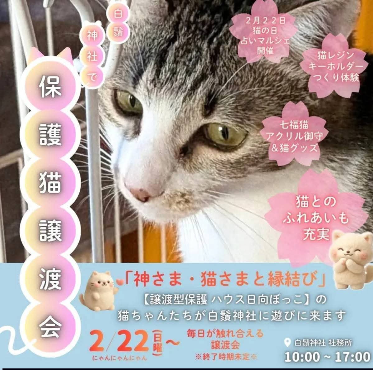 izumi20325's tweet photo. ④
🆘日向ぼっこからのご支援物資のお願いです🆘
いつも日向ぼっこのみんなを温かく応援していただき、本当にありがとうございます🙇
現在、日向ぼっこでは【ワンちゃん２匹、ネコちゃん9３匹】の総勢９５匹が暮らしています。
そのうちケアハウスにいる子たちは、病気の治療や介護が必要な状態です。毎日のお世話やお掃除、投薬を欠かさず続けていますが、頭数が多いため、現在以下の物資が大変不足しております。
皆様の温かいご支援をいただけますと幸いです。
どうぞよろしくお願いいたします🙇

🆘🔴特に不足している支援物資リスト
【フード・おやつ類】
●ハウスの子達のドライフード
(ビューティープロ成猫用)
●ケアハウスの子達のドライフード(オールウェル成猫用）
●ちゅ〜る
（毎日の投薬時にどうしても必要です）
●水分補給ができるウェットフード（ケアハウス・居間の病気治療中の子、高齢猫、お口が悪い子用）

【猫砂・トイレ用品】
●サラサラの猫砂 / 紙の猫砂
（ハウスのトイレ用）
●システムトイレ用の猫砂
（ハウス・ケアハウス用）
●ペットシート
（スーパーワイドサイズ：床やケージ用）
●ペットシート
（レギュラーサイズ：システムトイレの中敷き用）

【日用品・その他】
不要になったタオル
バスタオル不要になったラグ
コタツ敷布団
マット（玄関用サイズ）
多頭飼育用のキャットタワー

 🍀Amazon欲しい物リスト🍀
ご協力よろしくお願いいた🙇
https://t.co/fdTYJkFwTH

【お届け先】
〒889-1112 宮崎県日向市幸脇601-20保護ハウス日向ぼっこ小野 加代子 宛（連絡先：080-9103-7641）
※ 電話は言語障害が有り少し苦手なため、お世話中の場合は対応が遅れることがございます。
ご理解いただけますと幸いです。
🐶🐱可哀想な命を1匹でも多く救い穏やかに健やかに過ごさせてあげるために皆様の力を少しずつ貸してください🙇
どうぞよろしくお願い致します🙇

〜　🍀　〜　🍀　〜　🍀　〜

いつも温かい応援をいただき本当にありがとうございます🙇
個人で運営している当ハウスの「現在の非常に厳しい財政状況」について、ありのままをお伝えし皆さまのお力を貸していただきたく投稿いたしました。
⚠️ 現在の深刻な状況について「日向ぼっこ」は個人の保護ハウスであるため、行政からの助成金などは一切ありません。
すべて皆さまからのご支援金と自費でやりくりをしています。
現在、ワンちゃん・ネコちゃんの頭数が非常に多く、以下の費用が逼迫し、支払いが極めて困難な状態に陥っています。
🆘高額な医療費
(通院治療、高齢猫のケア、ケガや病気の投薬費用)
🆘毎日のフード代
ハウス・ケアハウスに加え、毎日参加している白鬚神社の譲渡会に参加する子たちのフードも毎日買いに走っている状態です。
🆘光熱費・維持費
ハウスとケアハウスの「2軒分」の電気光熱費、建物の維持・修繕費用
どの子にも適切な医療を受けさせお腹いっぱいご飯を食べさせてあげたいと私や家族やボランティアさんたちで毎日必死に看病とお世話をしていますが個人の限界を大きく超えてしまっています。
家族が少しでもみんなのご飯代や医療費の足しになればと　川南の白鬚神社さまで開催中の『ふれ愛サロン＆譲渡会場』にて、ハンドメイドの革製品や小物をチャリティー販売しています‼️譲渡会にお越しの際は、ぜひお手に取ってご覧いただけると嬉しいです。
🐶🐱🐢保護っ子たちの穏やかな暮らしを守るために私たちはこれからも一生懸命努力を続けてまいります。
どうか保護っ子達の命を繋ぐために温かいご支援ご協力をよろしくお願いいたします🙇‍♀️🍀

【マンスリーサポーターの皆様への御礼と引き続きご協力のお願い】
いつも温かい応援をいただき本当にありがとうございます。
「譲渡型保護ハウス日向ぼっこ」では、９３匹の犬猫たちの毎日のご飯代を支えていただくため、令和5年10月26日より【マンスリーサポーター制度】を導入し、皆様に参加をお願いしております。
集まった支援金はすべてこの子たちの毎日の大切なフード費用に充てさせていただいております。　

🍀マンスリーサポーターの皆様🍀
いつも本当にありがとうございます🙇
毎月継続して温かいご支援をいただき日々のお世話の大きな支えになっております心より感謝申し上げます🙇🍀
● キタムラ様
● ヒラバル様
● ヤマモト様
● コジマ様
● オバニャンコ様
● カドガワ様
● ケロリ様
● キクチ様
● オオシロ様
「一匹でも多くの命を救いたい」
「毎日のご飯をお腹いっぱい食べさせてあげたい」という活動に毎月定額でのご支援をいただけるサポーター様を、引き続き募集しております。皆様の温かいお気持ちを、どうぞよろしくお願いいたします。🙇‍♂️
毎日たくさん食べる子たちばかりなので毎月の継続的なご支援が本当に助かっています。
これからも日向ぼっこのみんなをどうぞよろしくお願い致します🙇🍀