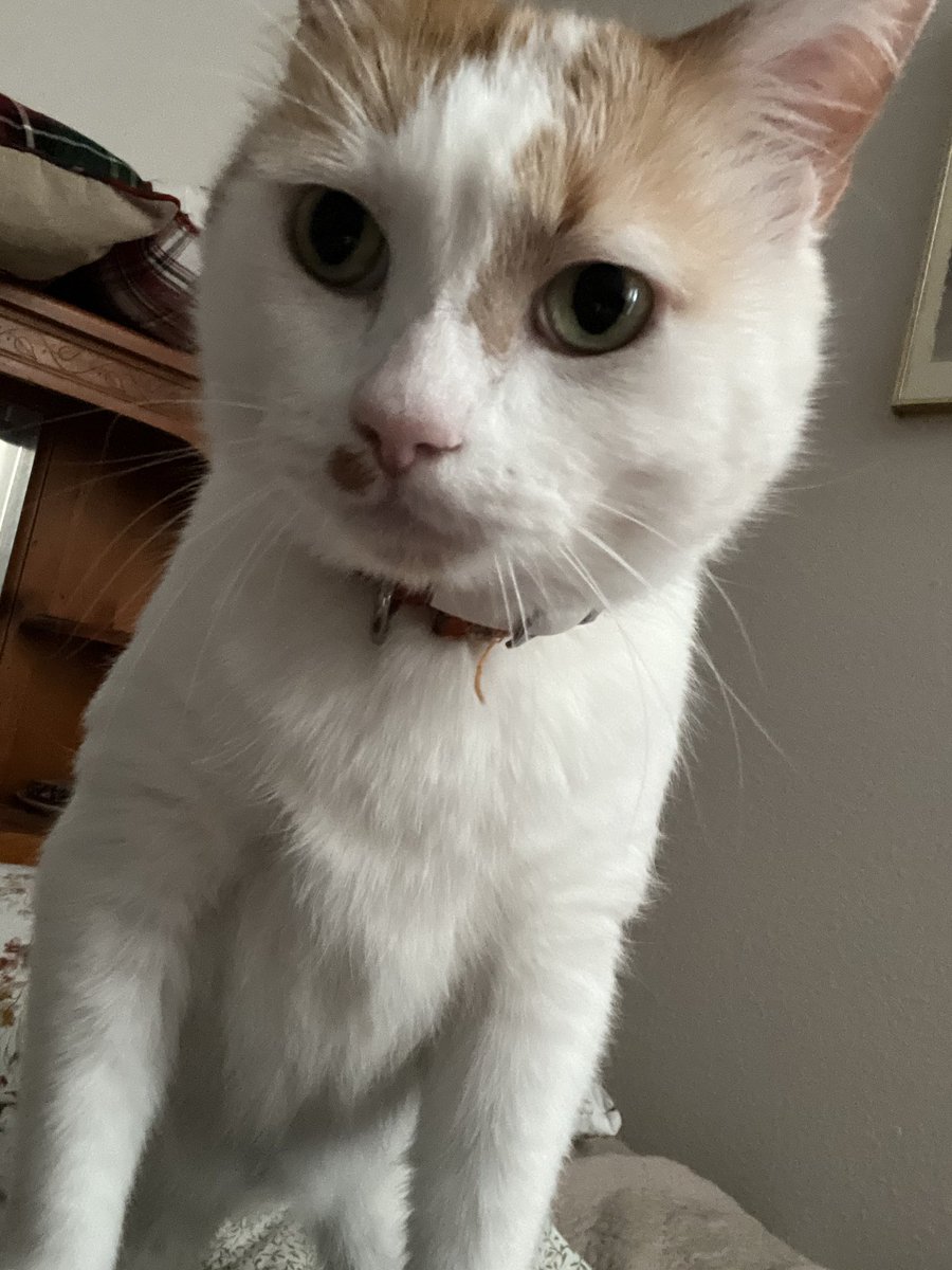 tobychaser62's tweet photo. @Catsillyness Will grow up to be this..... https://t.co/lEAFUgujud