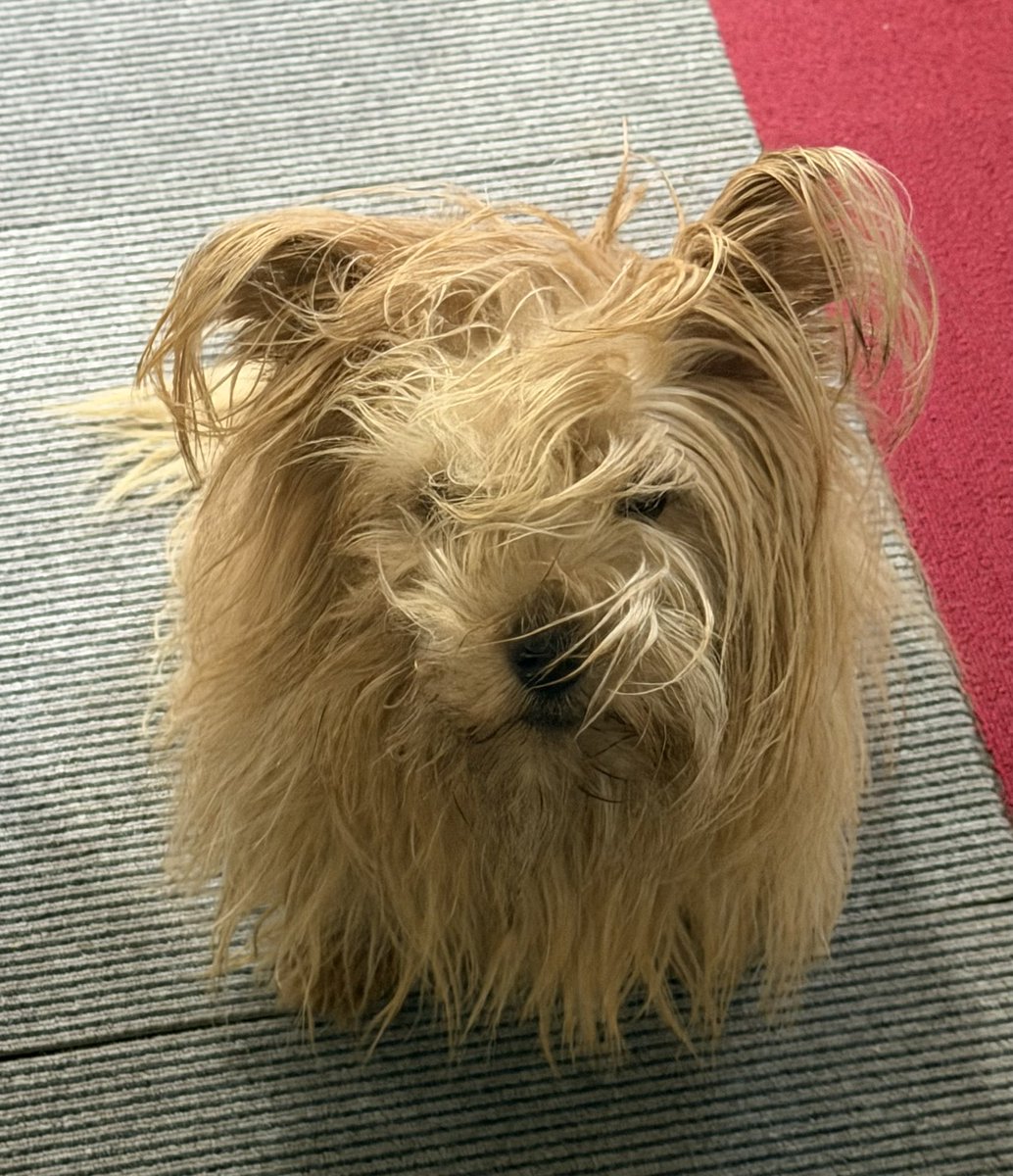 chi_root8root82's tweet photo. モサモサすぎる https://t.co/3Q8sdk5ywh