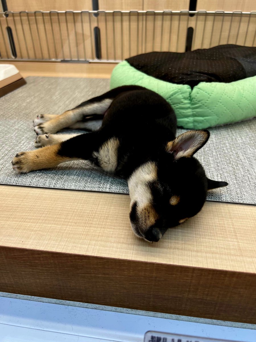 UX25o1's tweet photo. ペットショップ時は生後3ヶ月、
現在4才6キロのクウちゃん。
懐かしいな～👋😃✨ https://t.co/VhpkLvS4kC