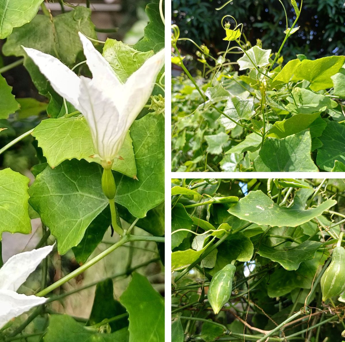 HansBosshard's tweet photo. Secret to endless fresh greens revealed! 🌿 You won't believe how easy it is to grow your own pesticide-free ivy gourd at home. Click to discover our top tropical gardening tips!
https://t.co/I2TlVeHes4 
#HuaHin #OrganicGardening #GrowYourOwnFood https://t.co/QqfiCcwtgI