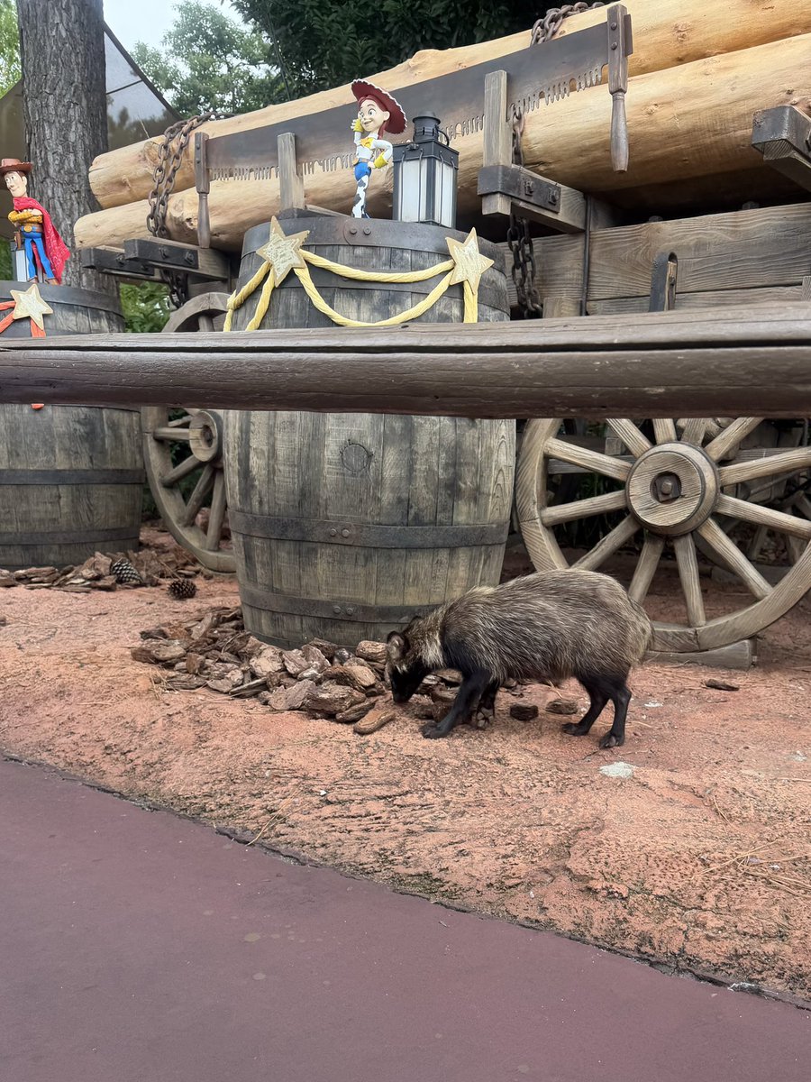 AMI__HARADA116's tweet photo. ディズニーに本物のタヌキいて2度見した https://t.co/MstedLEznX