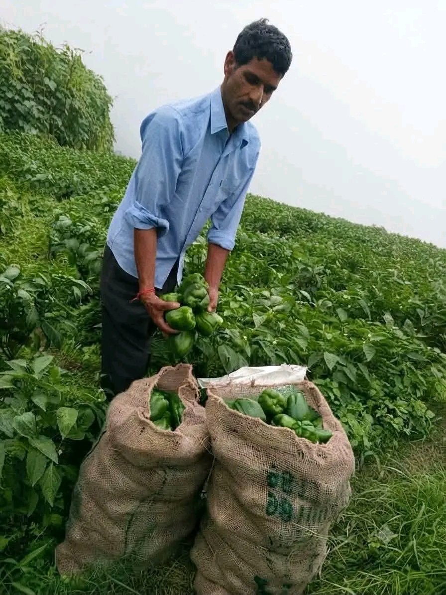manjeetnegilive's tweet photo. स्वरोजगार ही उत्तराखंड के भविष्य की सबसे मजबूत नींव है, और चम्बा (टिहरी गढ़वाल) के चोपड़ियाल गाँव के श्री खुशीराम डबराल जी इसकी जीती-जागती मिसाल हैं।
उन्होंने अपनी मेहनत, दृढ़ संकल्प और अटूट इच्छाशक्ति के दम पर पहाड़ की कठिन परिस्थितियों को अवसर में बदल दिया। जंगली जानवरों की चुनौती के बावजूद उन्होंने हार नहीं मानी, बल्कि अपनी खेती को ही अपनी सबसे बड़ी ताकत बना लिया। आज उनका पूरा परिवार खेती से जुड़कर आत्मनिर्भर जीवन जी रहा है।
श्री खुशीराम डबराल जी उन युवाओं के लिए प्रेरणास्रोत हैं, जो यह मानते हैं कि सफलता केवल शहरों में ही मिल सकती है। उनका जीवन संदेश देता है कि यदि इरादे मजबूत हों, तो अपनी ही मिट्टी पर सम्मान, रोजगार और सफलता—तीनों हासिल किए जा सकते हैं।
आज श्री खुशीराम डबराल जी खेती से अच्छी आय अर्जित कर रहे हैं। उनके खेत स्थानीय किसानों और युवाओं के लिए सीखने का केंद्र बन चुके हैं। कई लोग उनसे आधुनिक खेती की तकनीकें सीखकर अपनी खेती को बेहतर बना रहे हैं। उनका सफर साबित करता है कि मेहनत और सही सोच से खेती भी सम्मानजनक और लाभदायक रोजगार बन सकती है।
उत्तराखंड के हर युवा को उनसे प्रेरणा लेकर स्वरोजगार, आधुनिक खेती और उद्यमिता की ओर कदम बढ़ाना चाहिए। जब युवा अपने गांव में अवसर पैदा करेंगे, तभी पलायन रुकेगा और एक आत्मनिर्भर, समृद्ध उत्तराखंड का सपना साकार होगा।
