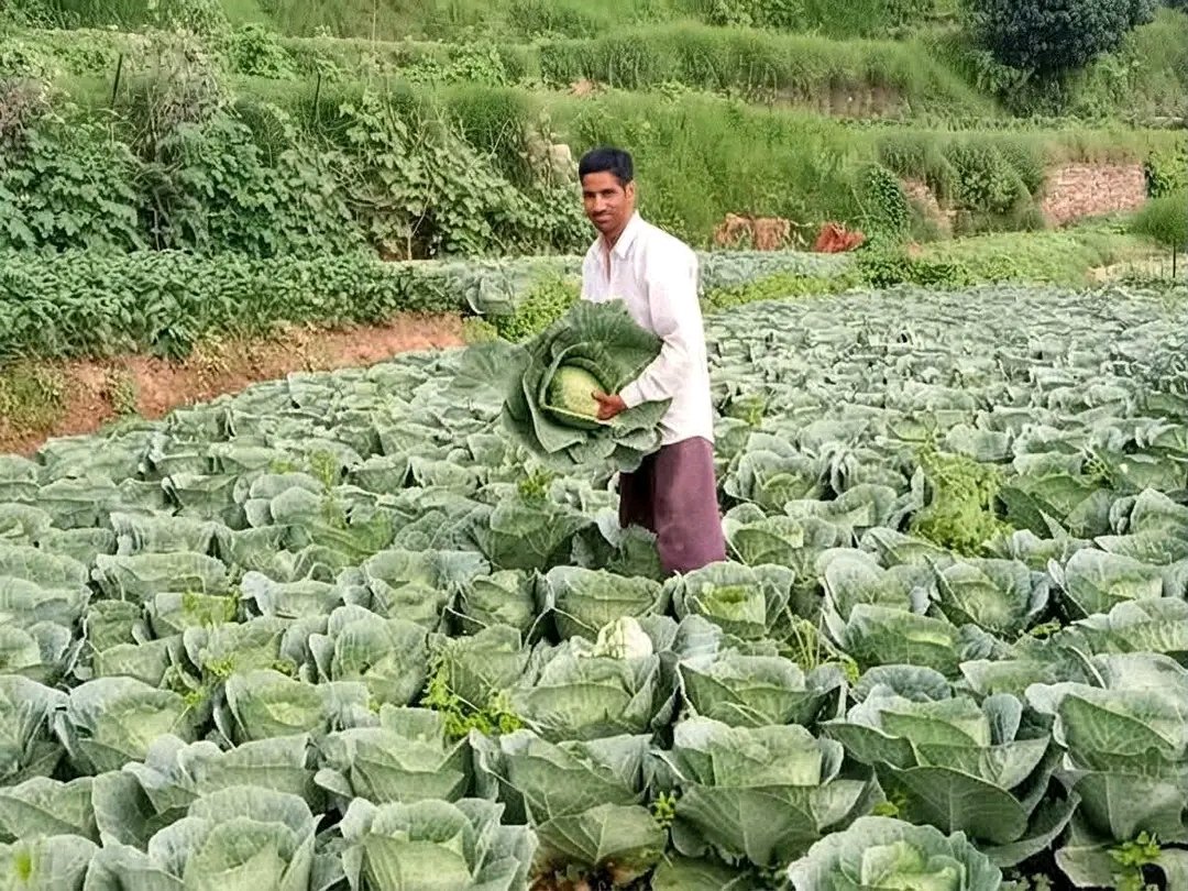 manjeetnegilive's tweet photo. स्वरोजगार ही उत्तराखंड के भविष्य की सबसे मजबूत नींव है, और चम्बा (टिहरी गढ़वाल) के चोपड़ियाल गाँव के श्री खुशीराम डबराल जी इसकी जीती-जागती मिसाल हैं।
उन्होंने अपनी मेहनत, दृढ़ संकल्प और अटूट इच्छाशक्ति के दम पर पहाड़ की कठिन परिस्थितियों को अवसर में बदल दिया। जंगली जानवरों की चुनौती के बावजूद उन्होंने हार नहीं मानी, बल्कि अपनी खेती को ही अपनी सबसे बड़ी ताकत बना लिया। आज उनका पूरा परिवार खेती से जुड़कर आत्मनिर्भर जीवन जी रहा है।
श्री खुशीराम डबराल जी उन युवाओं के लिए प्रेरणास्रोत हैं, जो यह मानते हैं कि सफलता केवल शहरों में ही मिल सकती है। उनका जीवन संदेश देता है कि यदि इरादे मजबूत हों, तो अपनी ही मिट्टी पर सम्मान, रोजगार और सफलता—तीनों हासिल किए जा सकते हैं।
आज श्री खुशीराम डबराल जी खेती से अच्छी आय अर्जित कर रहे हैं। उनके खेत स्थानीय किसानों और युवाओं के लिए सीखने का केंद्र बन चुके हैं। कई लोग उनसे आधुनिक खेती की तकनीकें सीखकर अपनी खेती को बेहतर बना रहे हैं। उनका सफर साबित करता है कि मेहनत और सही सोच से खेती भी सम्मानजनक और लाभदायक रोजगार बन सकती है।
उत्तराखंड के हर युवा को उनसे प्रेरणा लेकर स्वरोजगार, आधुनिक खेती और उद्यमिता की ओर कदम बढ़ाना चाहिए। जब युवा अपने गांव में अवसर पैदा करेंगे, तभी पलायन रुकेगा और एक आत्मनिर्भर, समृद्ध उत्तराखंड का सपना साकार होगा।