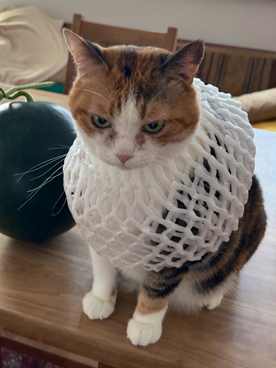 mikesuba's tweet photo. 🍉と🐈
怒ってます。 https://t.co/LCgV26pln9