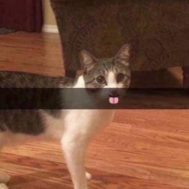 PunchingCat tweet picture