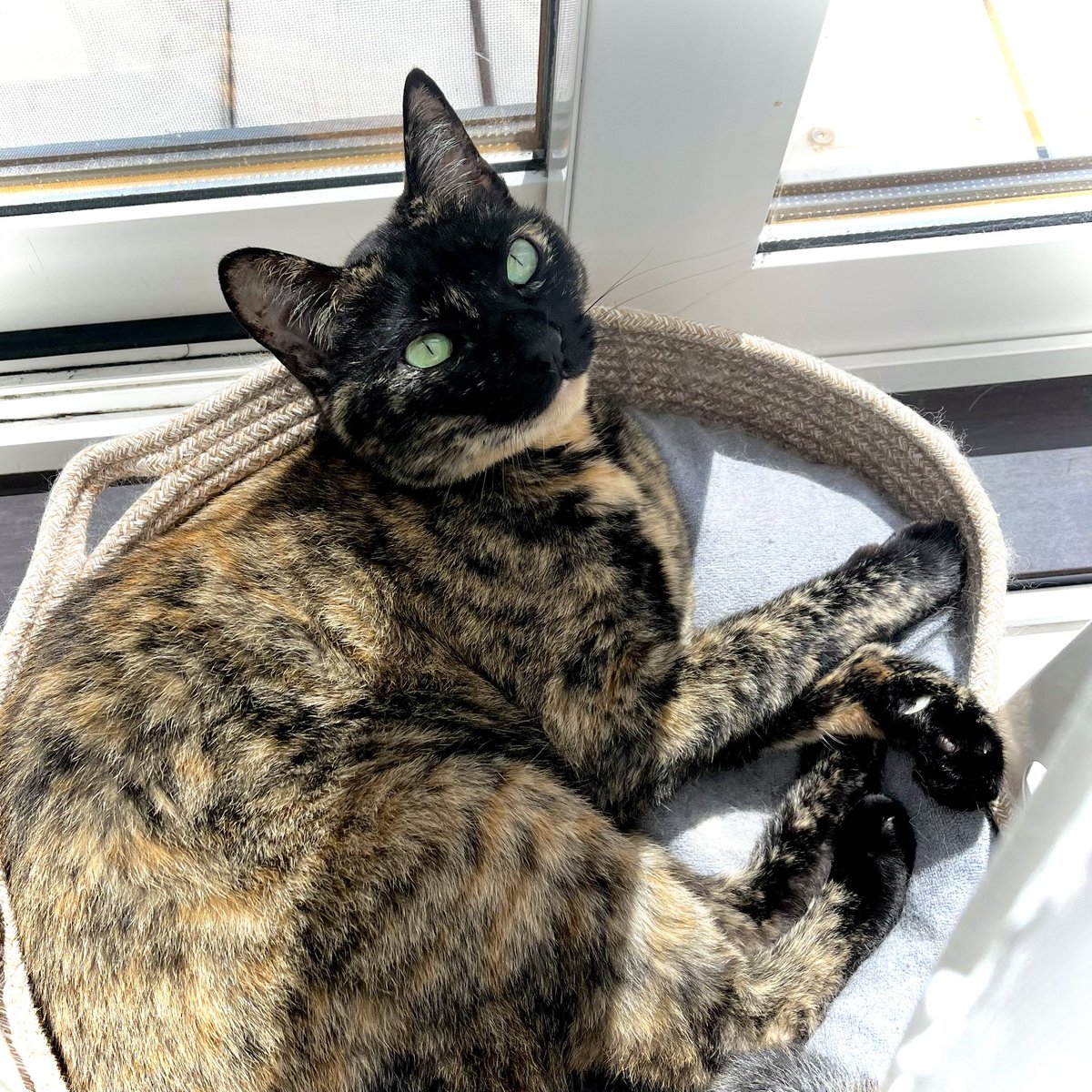 nadeko_cat's tweet photo. エアコンから隠れています😅

#猫好きな人と繋がりたい #猫のいる幸せ #猫のいる風景 https://t.co/ef3ZKB9At6